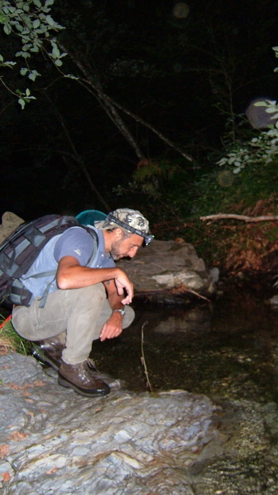 gambero, fiume, austropotamobius pallipes, val d'aveto